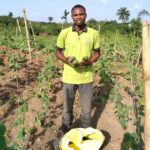 Cucumber Farming In Kenya 2023