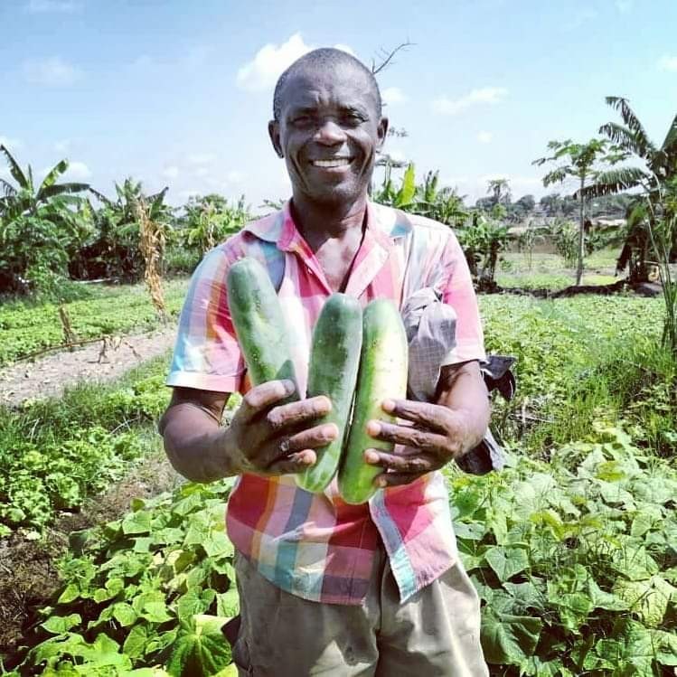 Cucumber Farming In Kenya; A Comprehensive Cultivation Guide 1 Cucumber Farming In Kenya