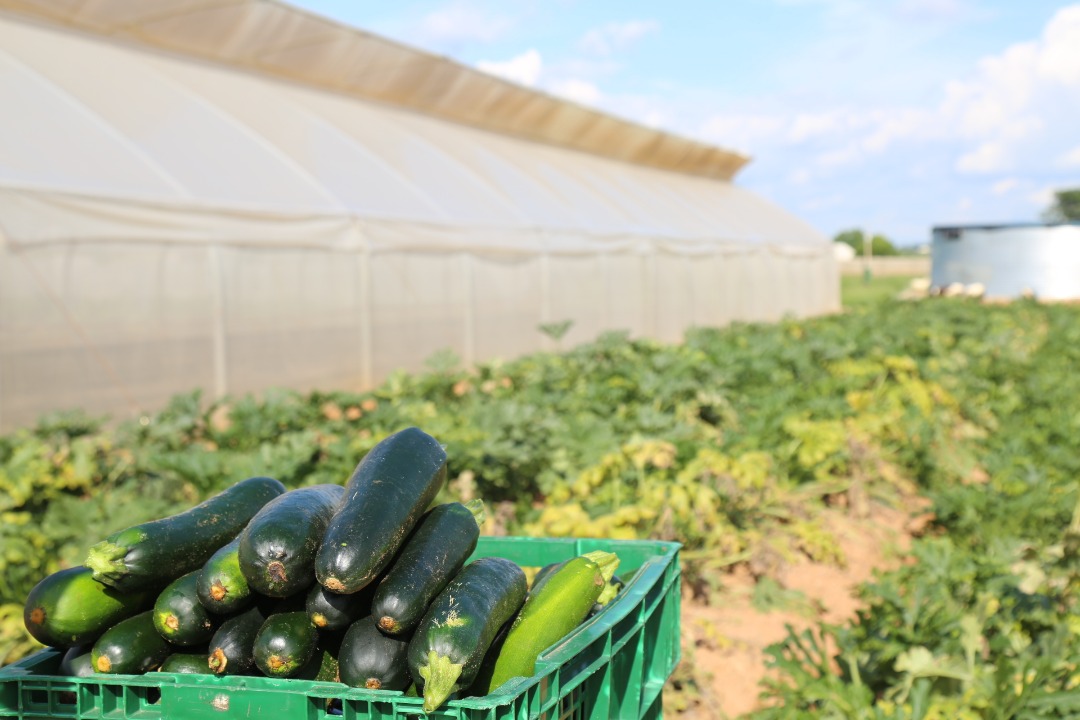 Cucumber Farming In Kenya; A Comprehensive Cultivation Guide 3 Cucumber Farming In Kenya 2024