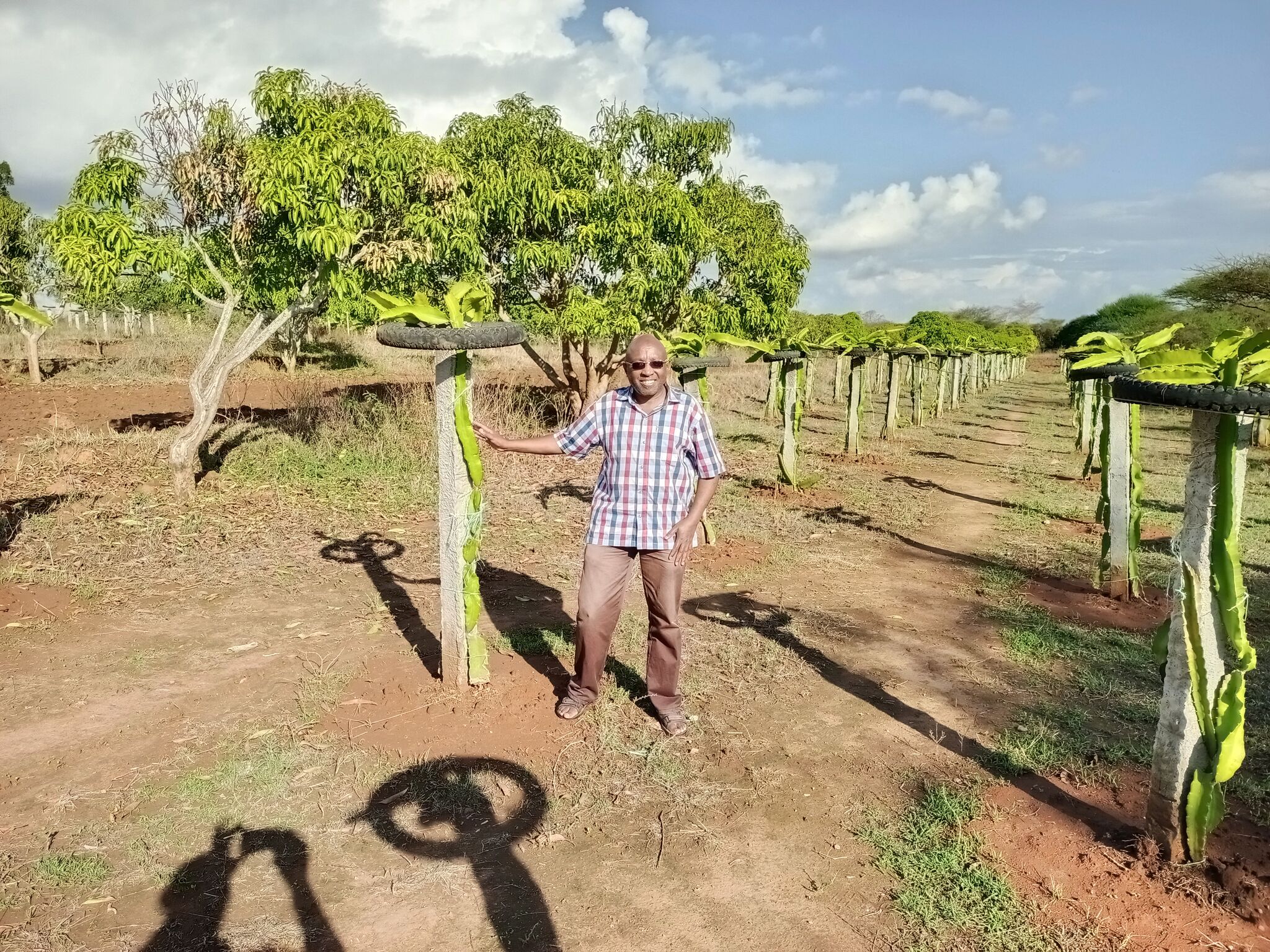 Dragon Fruit Farmer In Kenya, With One Dragon Plant Per Pole