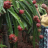Dragon Fruit Farming in Kenya 2023