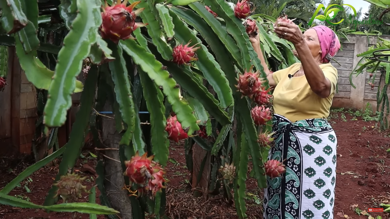 Dragon Fruit Farming in Kenya 2023