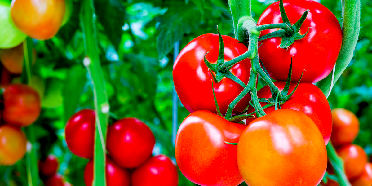 Fertilizer Program On Tomato Production