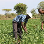 French Beans Farming In Kenya Complete Cultivation Guide