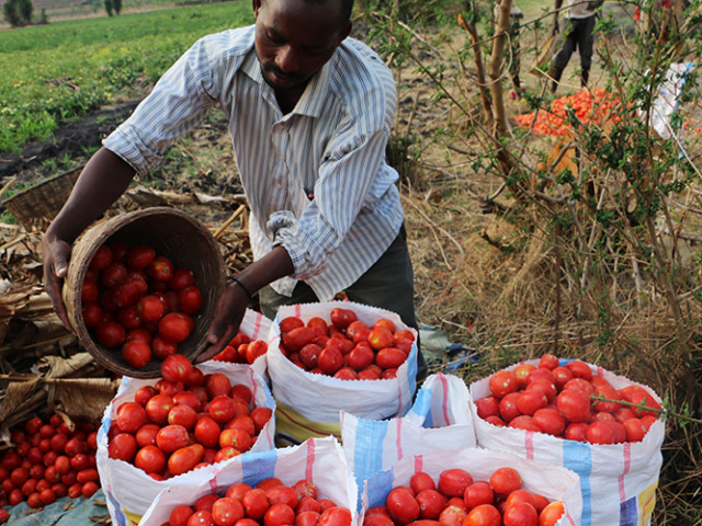Fertilizer Program On Tomato Production Per Acre