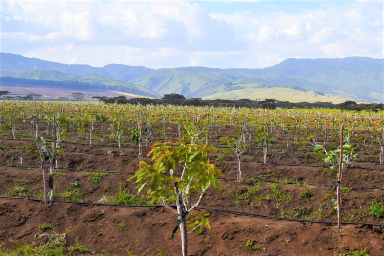 Granot-International-avocado-farm-in-Ndabibi-Naivasha.jpg