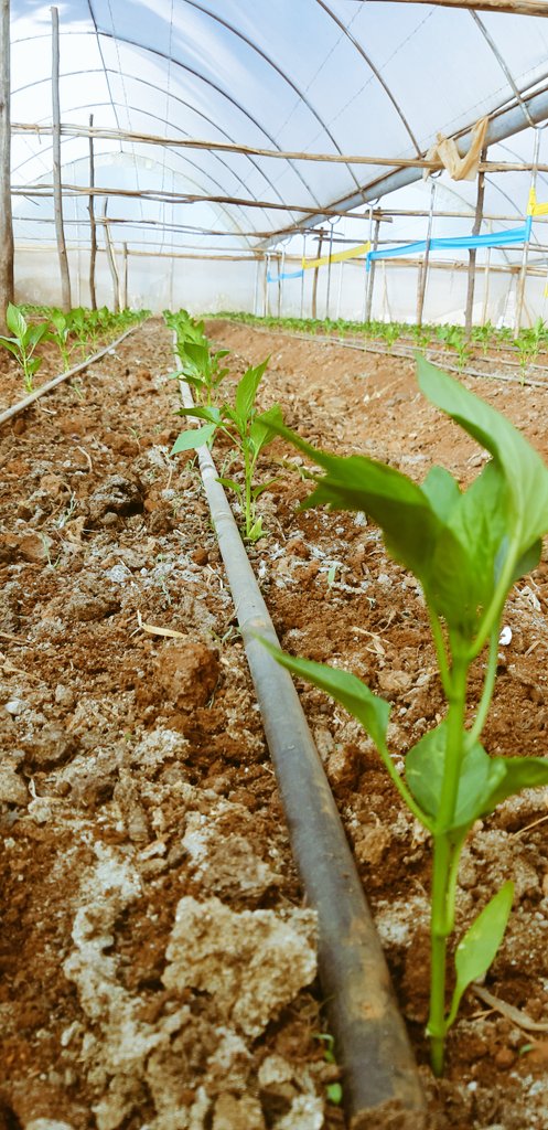Greenhouse capsicum farming in Kenya