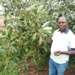 Hass Avocado and Macadamia Farmers In Uganda Gets Boost From Govt