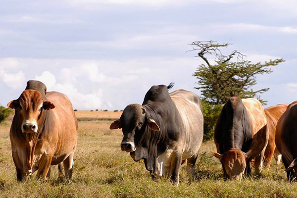 Kakuzi exports 181 Boran breeding heifers to Uganda