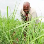 Lemon Grass Farming In Kenya; A Complete Production Guide
