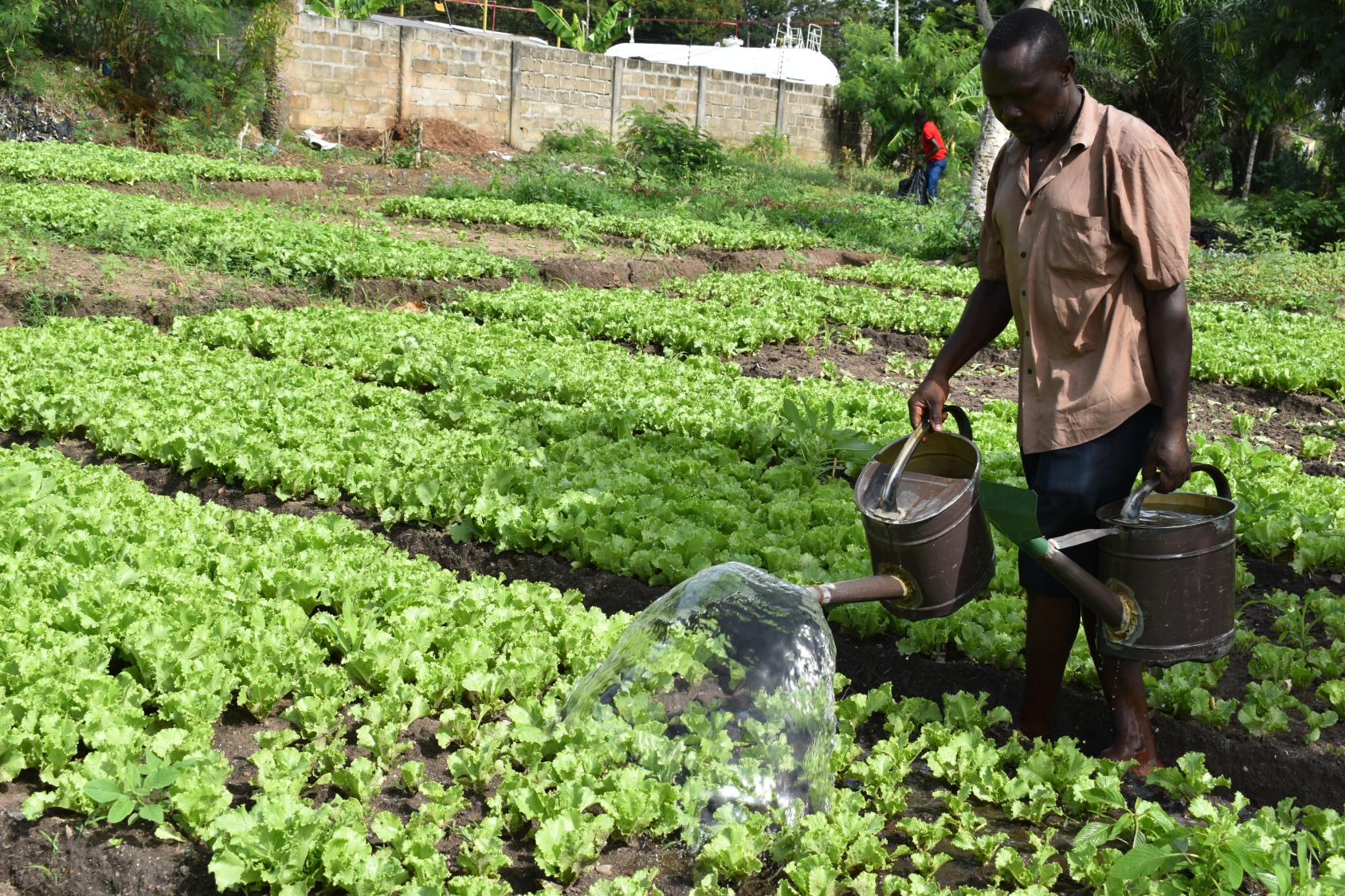Lettuce Farming in Kenya 2023