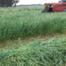 Lucerne Grass Farming in Kenya
