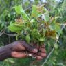 Miraa farmers in meru cut down trees
