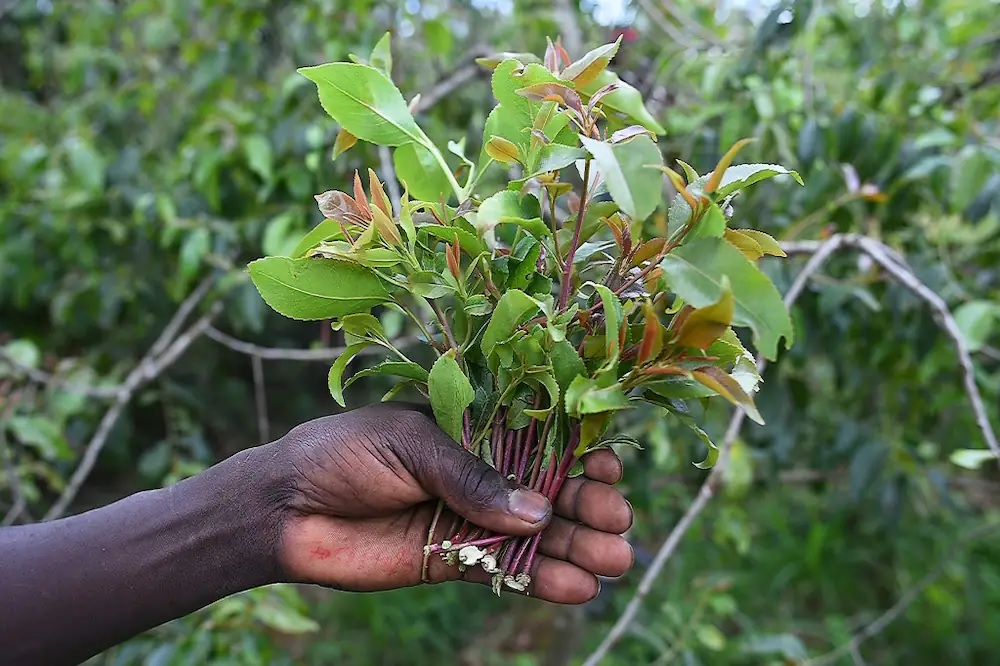 Miraa Farming in Kenya 2026 - The Complete Guide to the Multi-Billion  Shilling Industry - Farmers Trend Ltd.