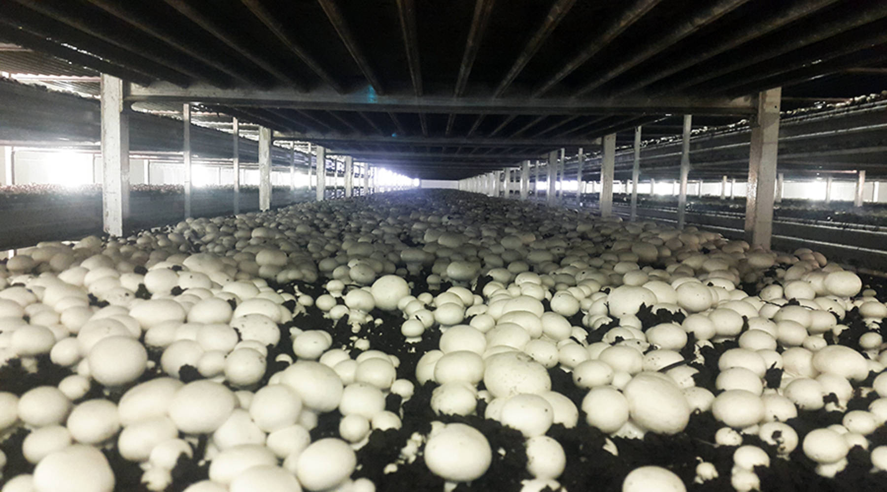Mushroom farming in kenya farmers trend 2023
