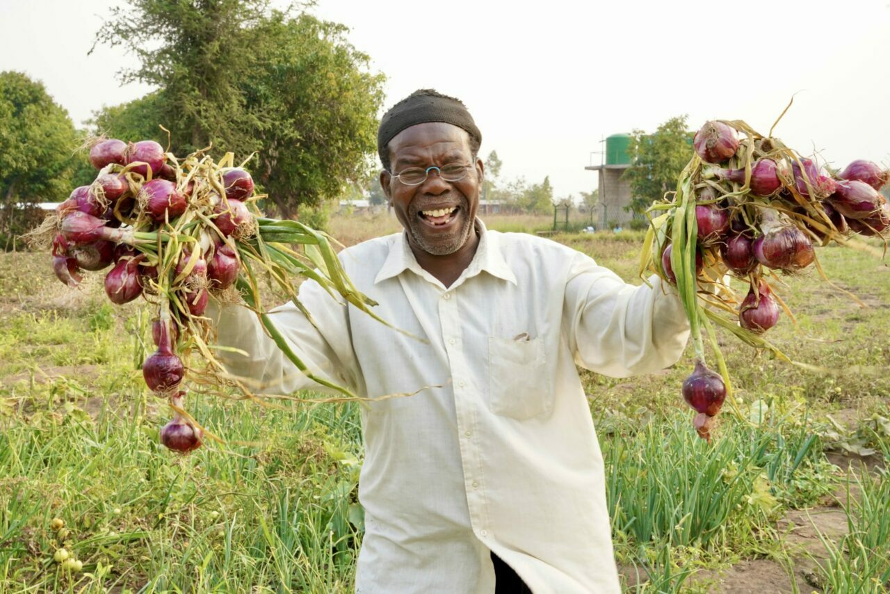 onion farming in kenya