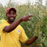 Pigeon Pea Farming In Kenya