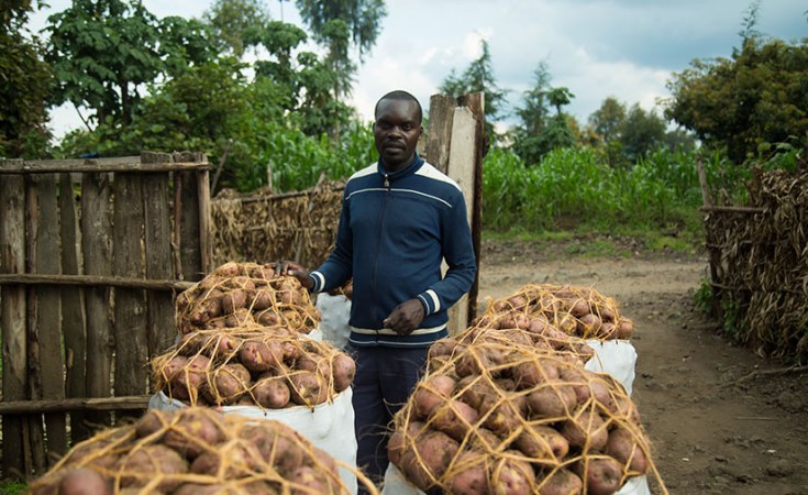 Potato Farming In Kenya; A Complete Farming Guide