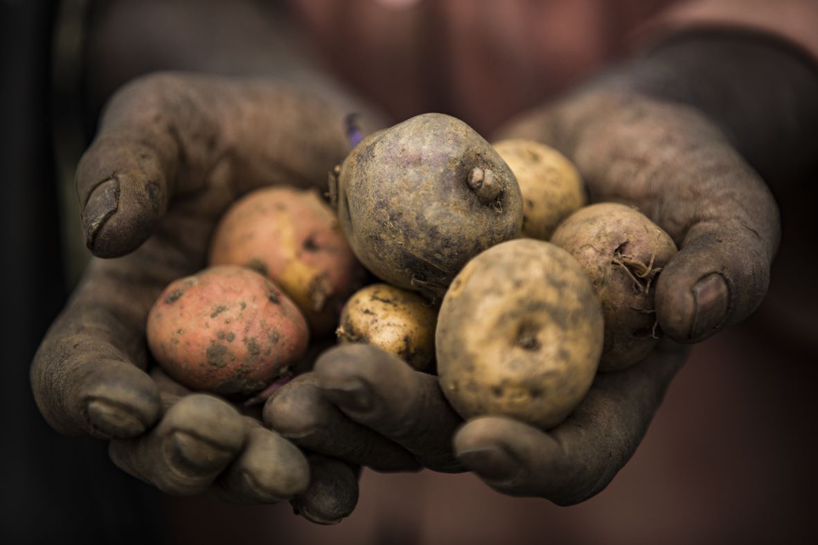 Potato Farming In Kenya