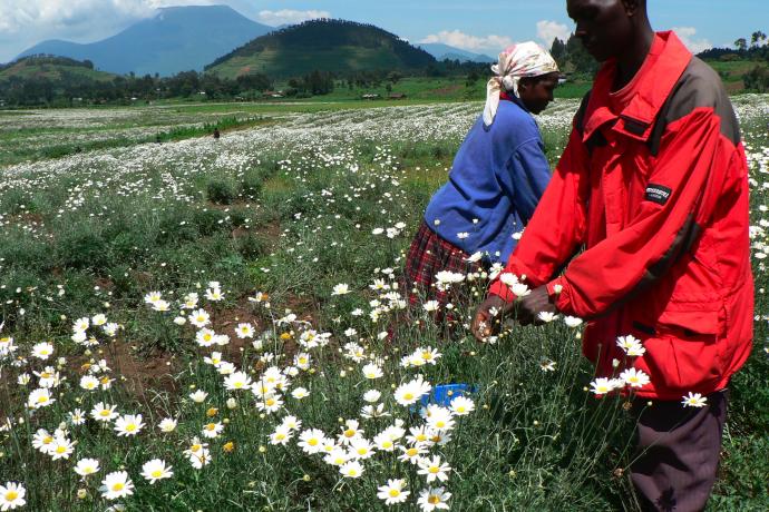 Pyrethrum Farming In Kenya; A Growers Manual