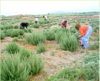 Rosemary Farming in kenya 2023