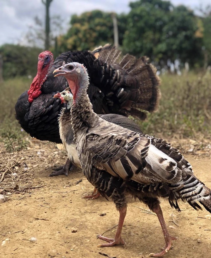 Turkey Farming In Uganda