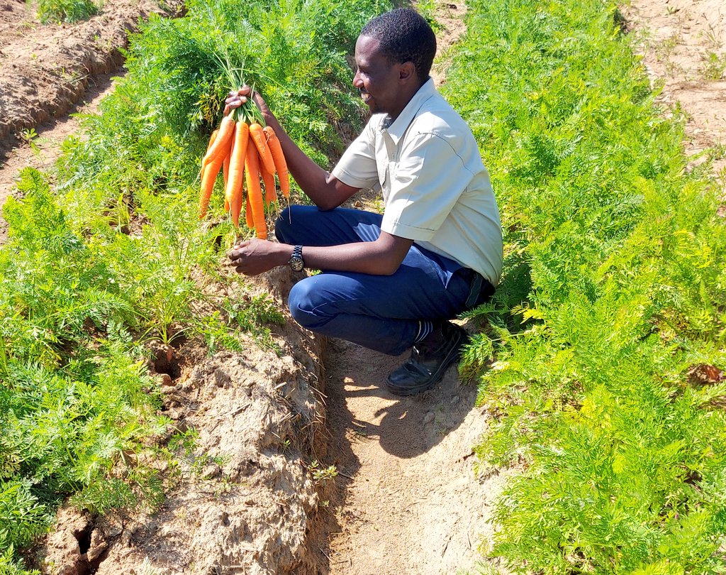 A farmer harvesting carrots