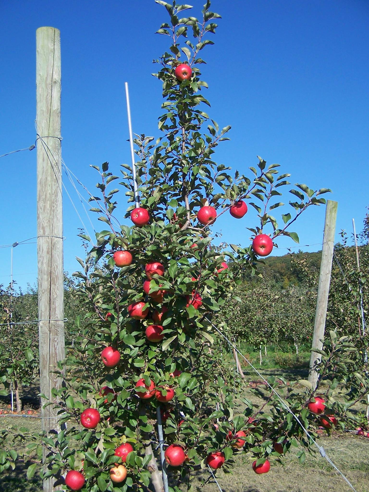 apple farming in kenya 2023