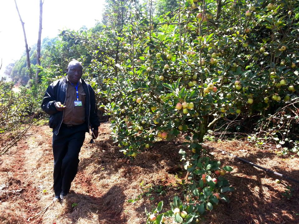 apple farming in kenya farmers trend