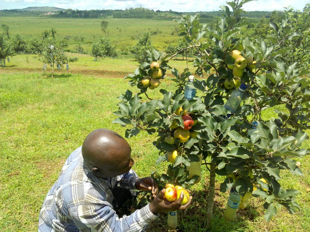 apple farming in kenya