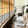 How Much A Good Dairy Cow Should Cost?