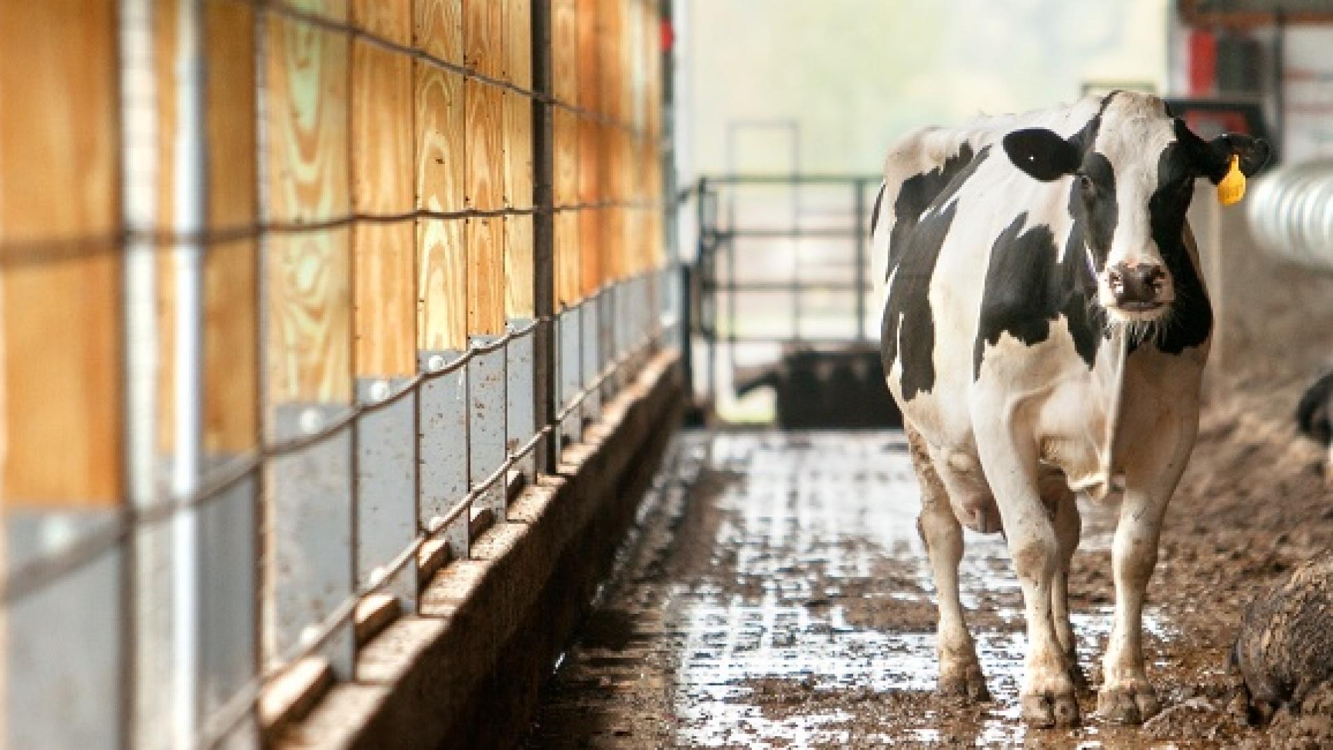 How Much A Good Dairy Cow Should Cost?