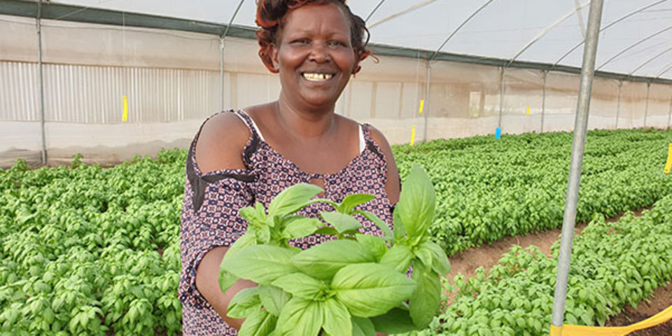 basil farming in kenya herbs