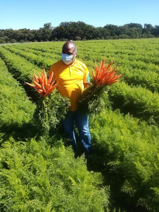 carrot farming in Kenya