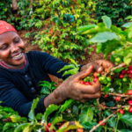 coffe farming in kenya 2024