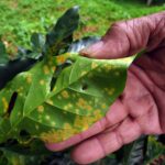 coffee leaf rust disease in kenya