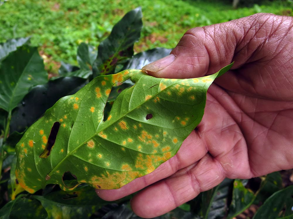 coffee leaf rust disease in kenya