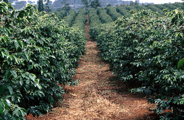 Coffee Plantation In Kenya