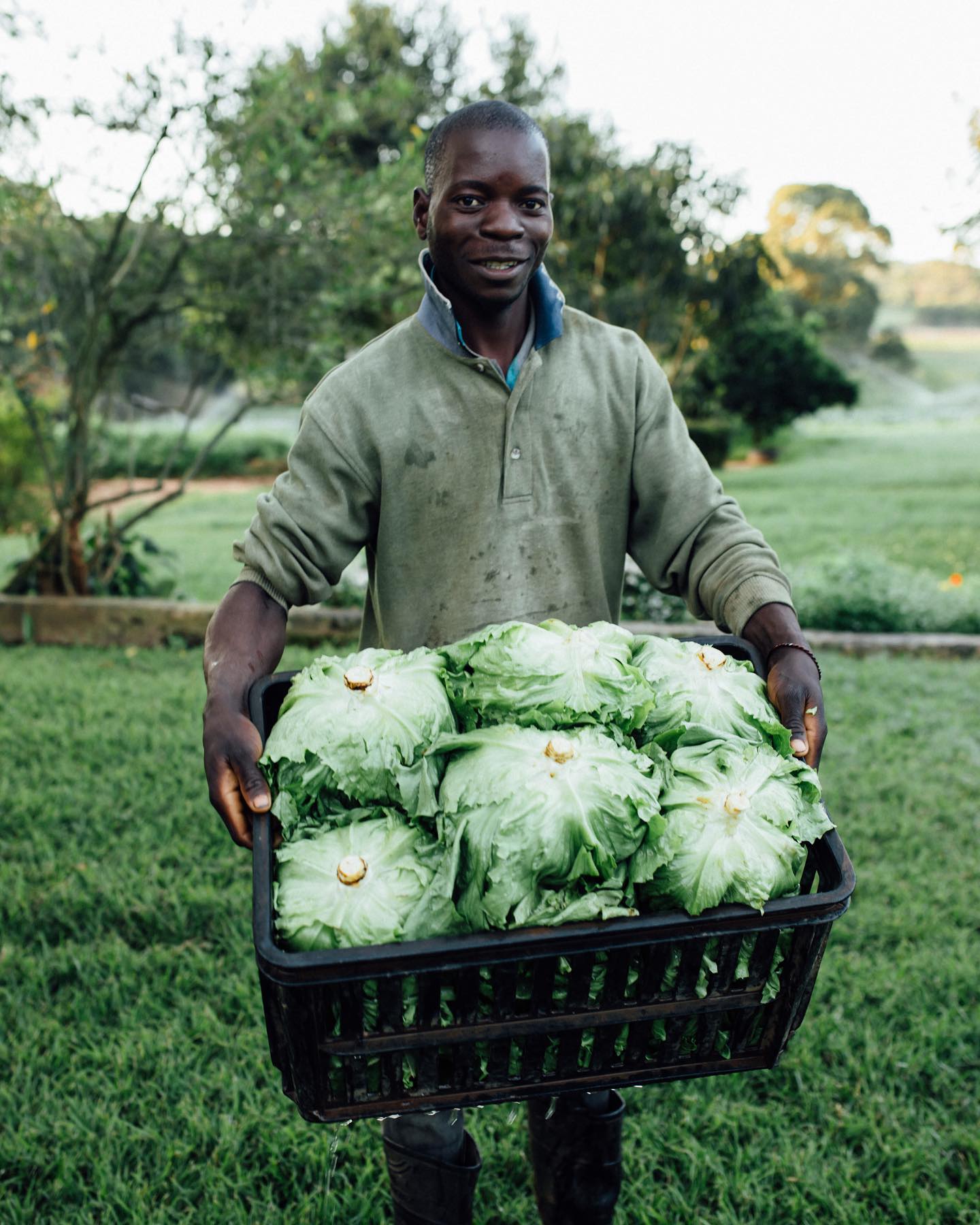 lettuce farmers in kenya