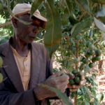 Macadamia Farming In Kenya