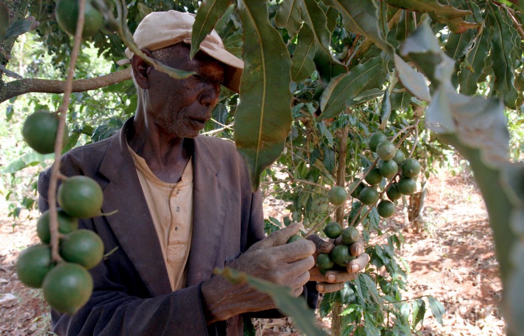 Macadamia Farming In Kenya
