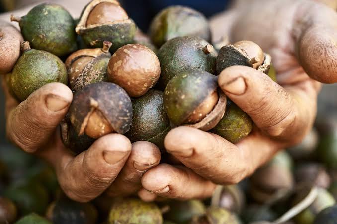 Macadamia Farming In Kenya 2023

