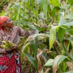 maize farming in kenya farming guide farmers trend