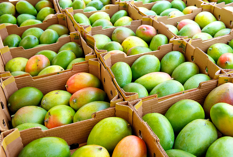 mango export from Kenya