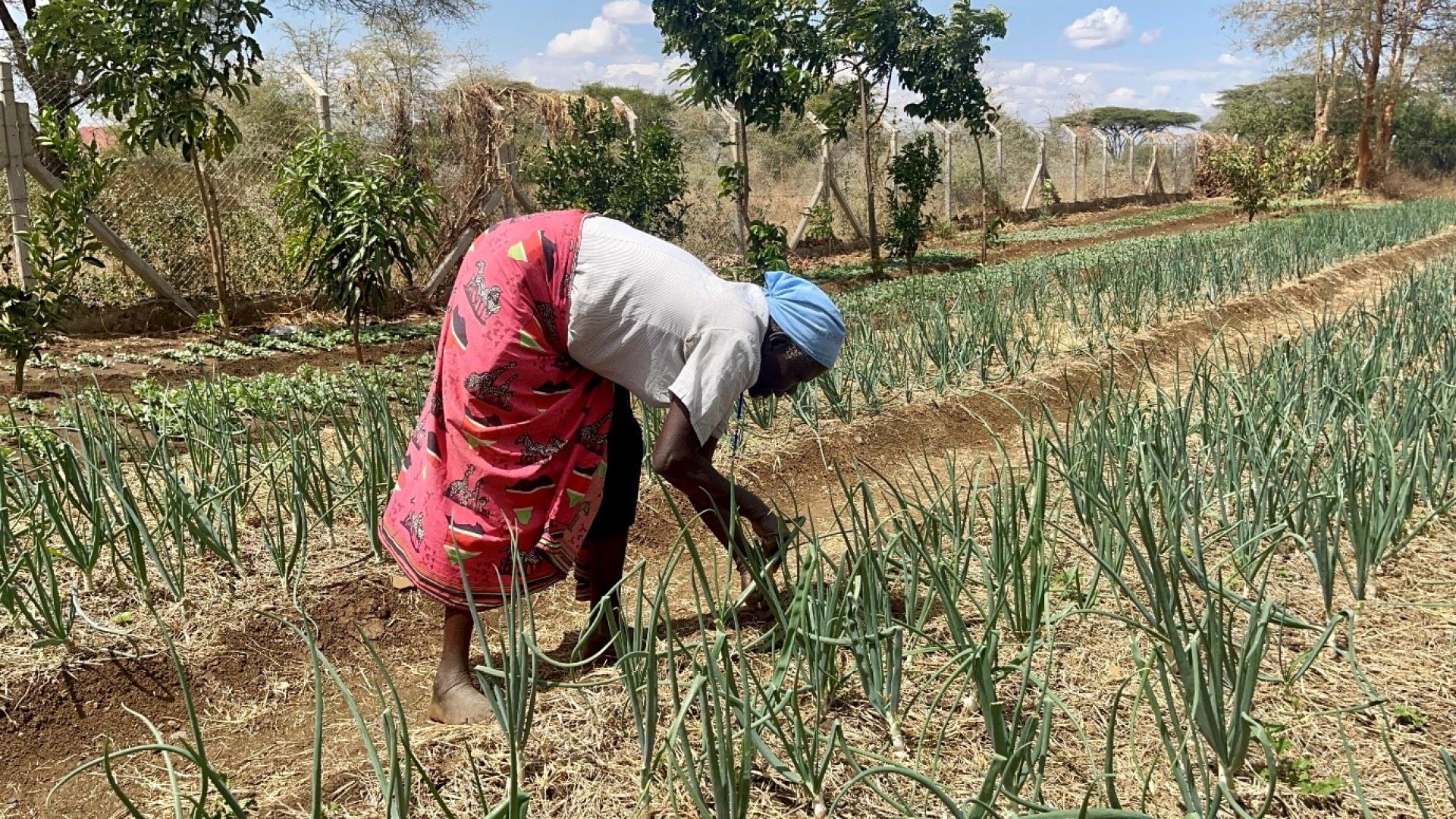 planting onion and spray program in kenya 