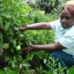 A pepino melon farmer in Kenya