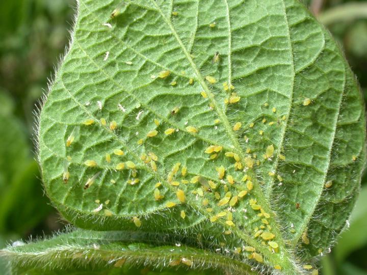 Aphids can be various colors, including yellow, and produce a sticky honeydew substance. 