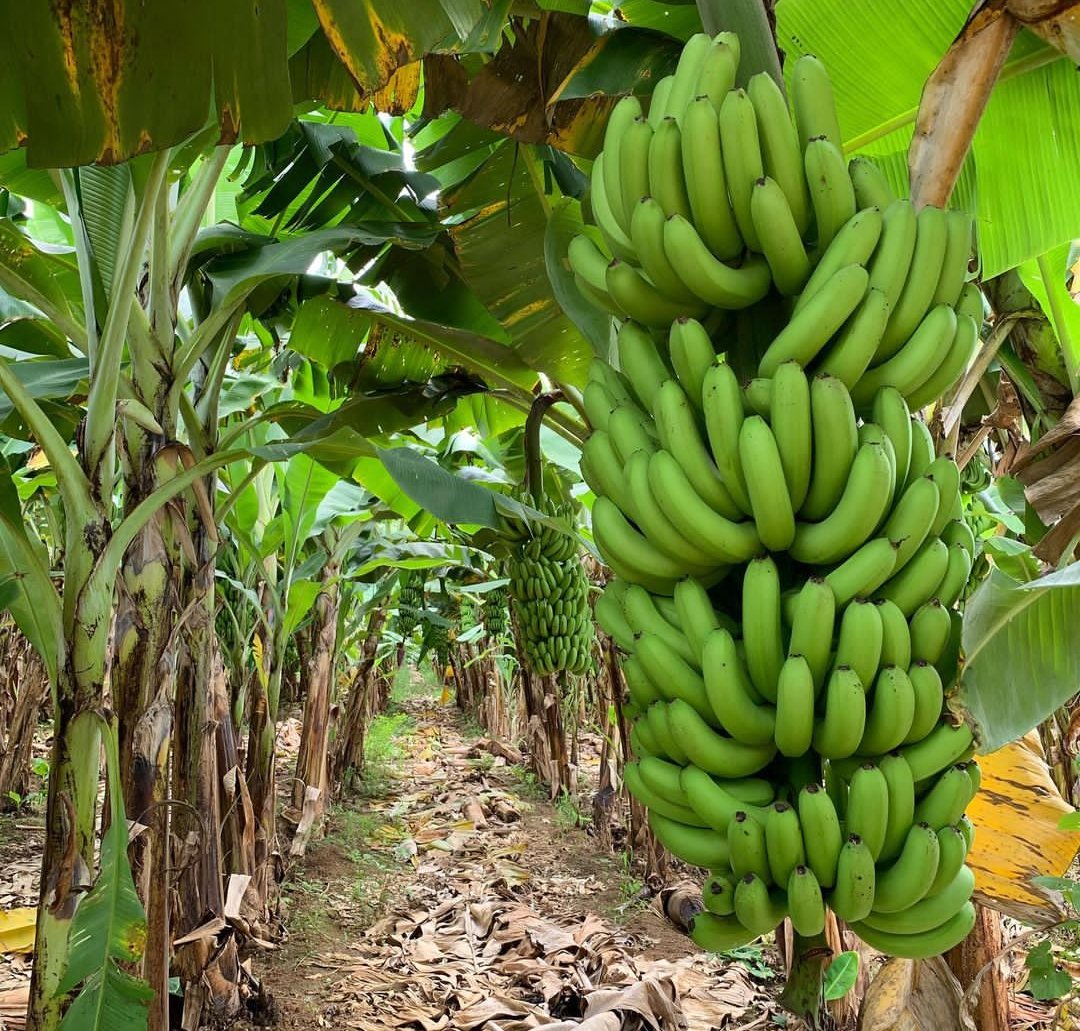 Banana Farming In Kenya