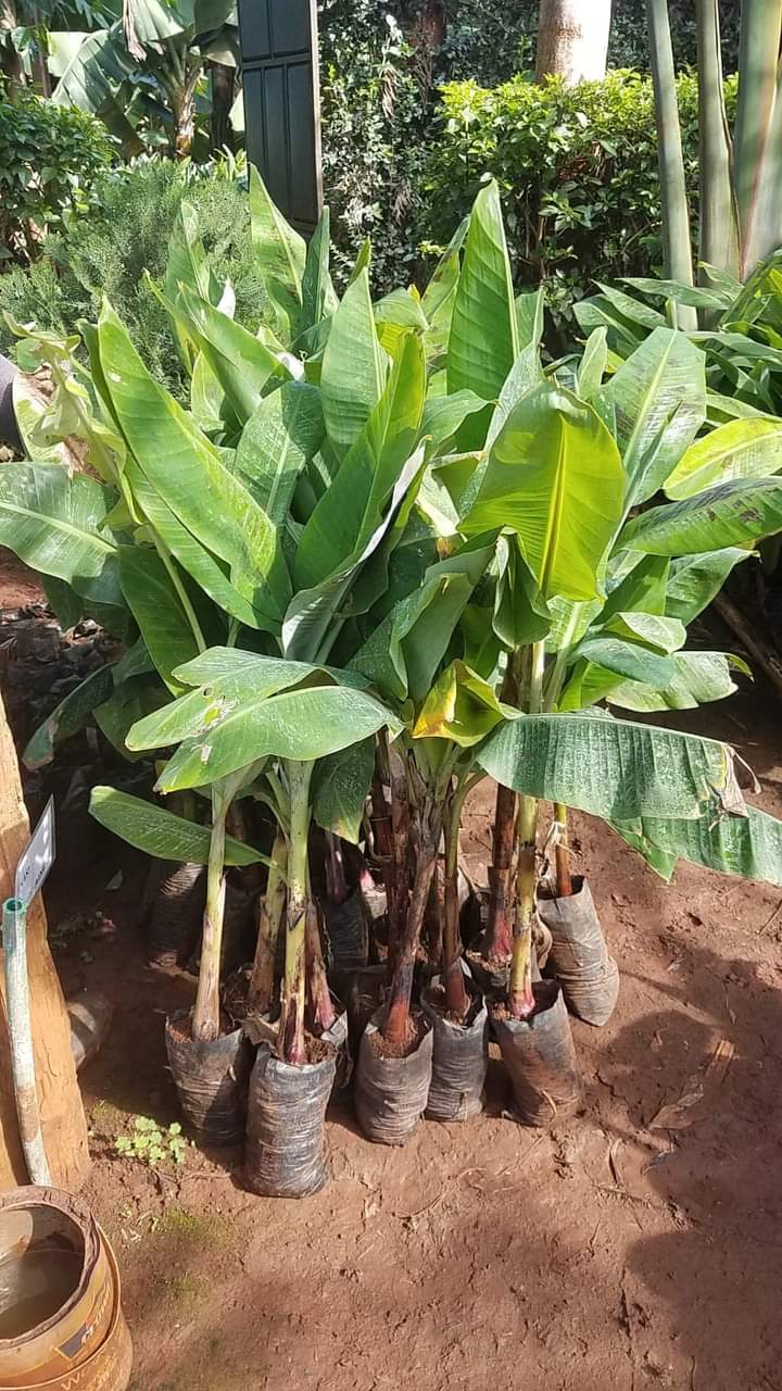 Banana Seedlings In Kenya