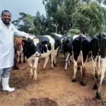 Dairy Farming In Kenya; A Comprehensive Cost Of Production Guide